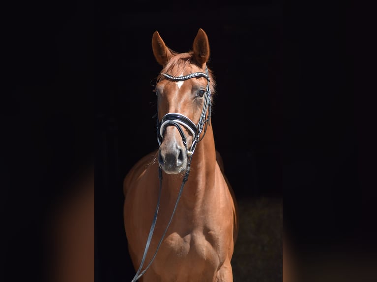 Oldenburg Mare 5 years 16,2 hh Chestnut-Red in Herbstein