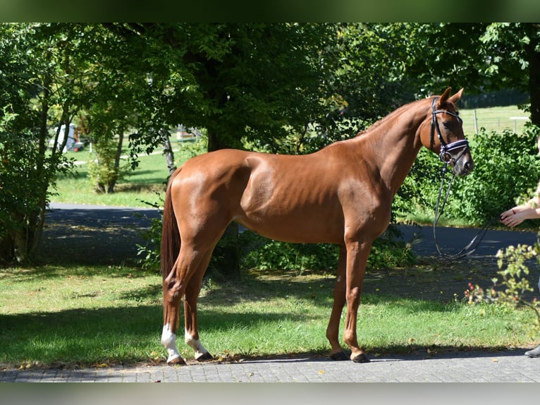 Oldenburg Mare 5 years 16,2 hh Chestnut-Red in Herbstein
