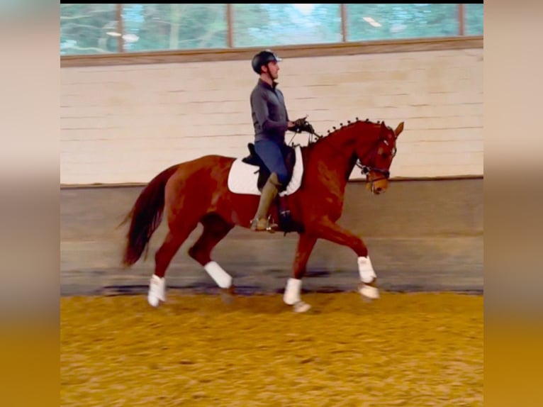 Oldenburg Mare 5 years 16,2 hh Chestnut-Red in Neukirchen-Vluyn