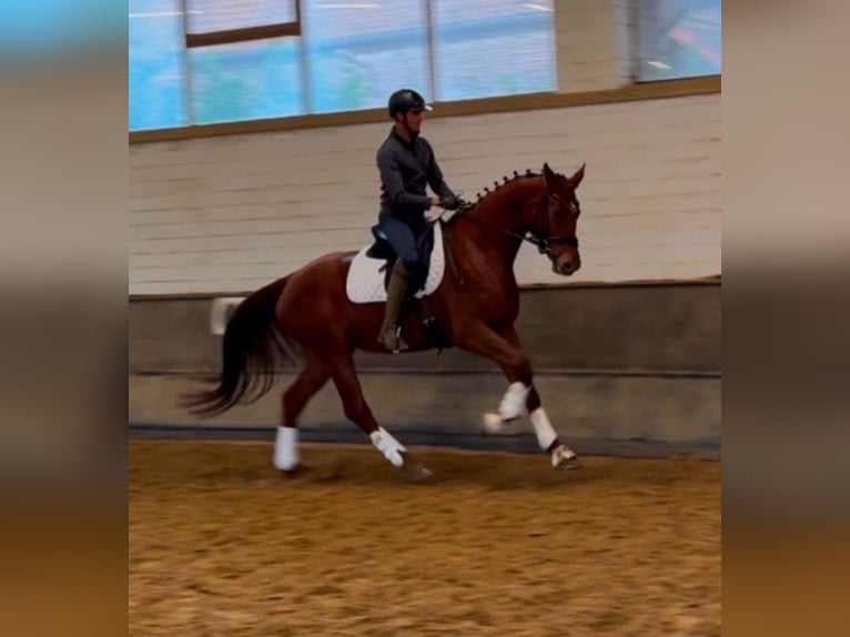 Oldenburg Mare 5 years 16,2 hh Chestnut-Red in Neukirchen-Vluyn