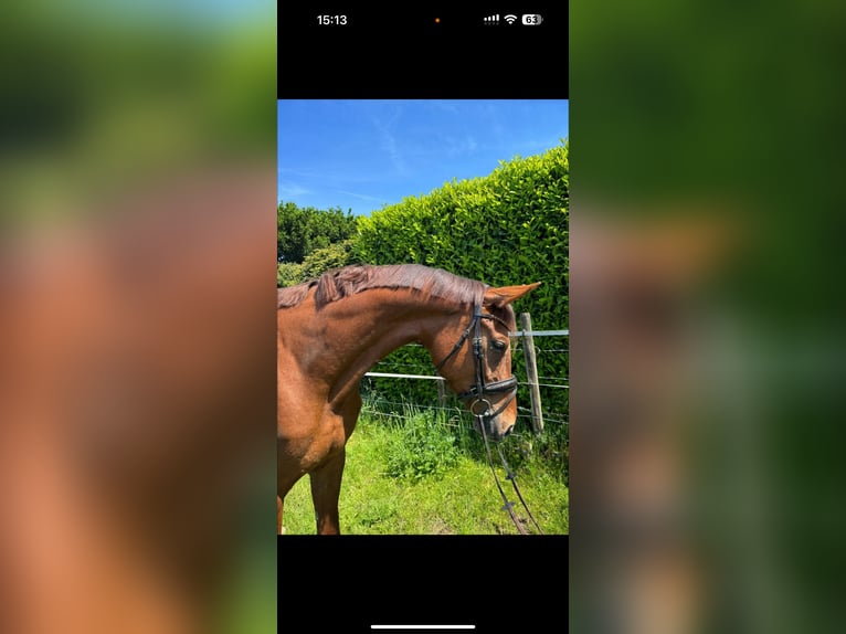 Oldenburg Mare 5 years 16,2 hh Chestnut-Red in Rheurdt