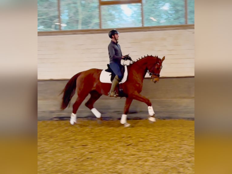 Oldenburg Mare 5 years 16,2 hh Chestnut-Red in Rheurdt