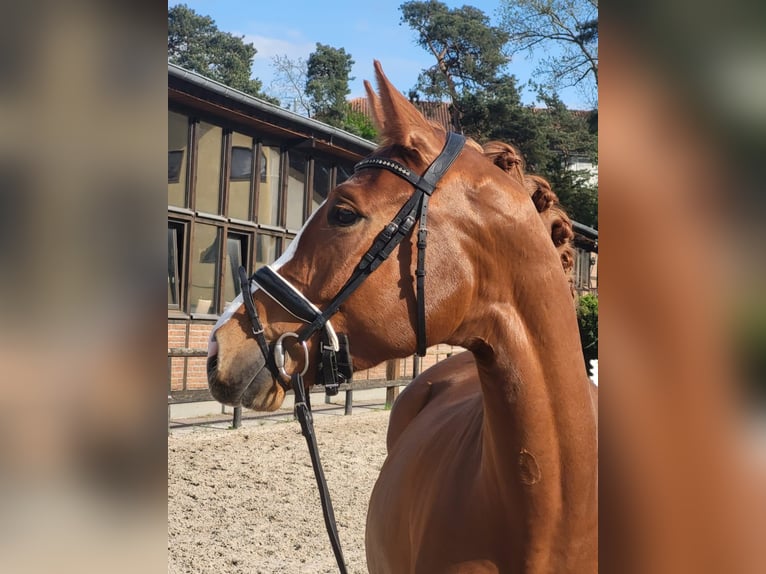 Oldenburg Mare 5 years 16,2 hh Chestnut-Red in Heidesheim am Rhein