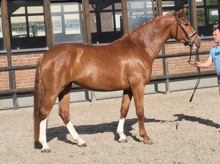 Oldenburg Mare 5 years 16,2 hh Chestnut-Red in Heidesheim am Rhein