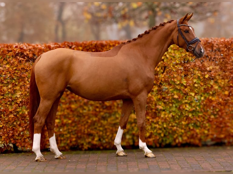 Oldenburg Mare 5 years 16,2 hh Chestnut-Red in Westerstede
