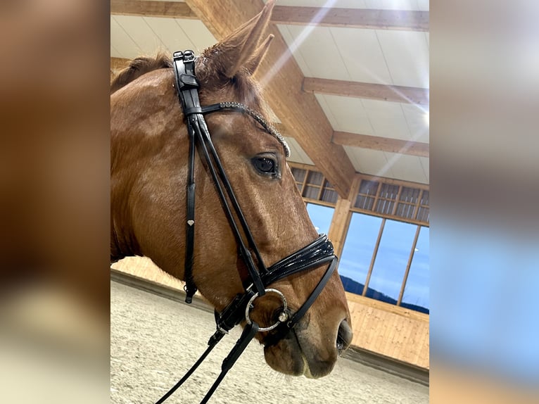 Oldenburg Mare 5 years 16,2 hh Chestnut-Red in Windeck