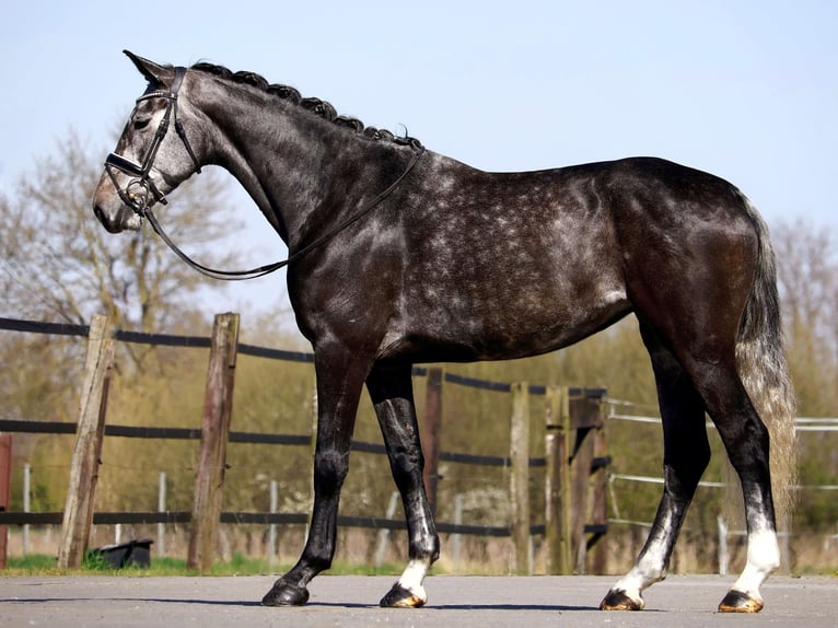 Oldenburg Mare 5 years 16,2 hh Gray in Lingen