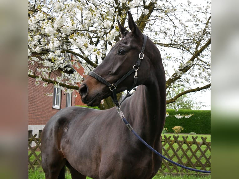 Oldenburg Mare 5 years 16,2 hh Smoky-Black in Dorsten