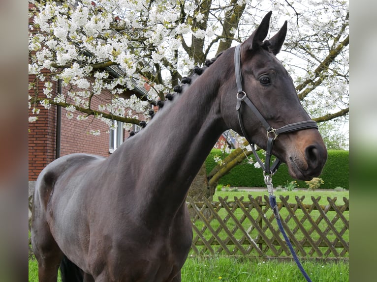 Oldenburg Mare 5 years 16,2 hh Smoky-Black in Dorsten
