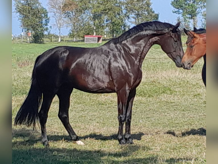 Oldenburg Mare 5 years 16,2 hh Smoky-Black in Gomadingen