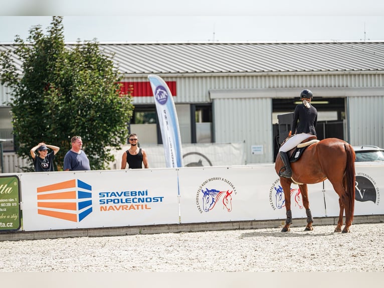 Oldenburg Mare 5 years 16,3 hh Bay-Dark in Mote&#x161;ice