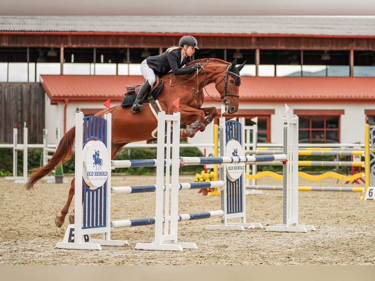 Oldenburg Mare 5 years 16,3 hh Bay-Dark in Mote&#x161;ice