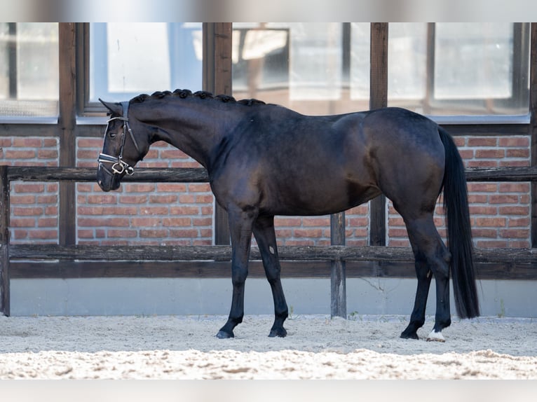 Oldenburg Mare 5 years 16,3 hh Black in Heidesheim am Rhein