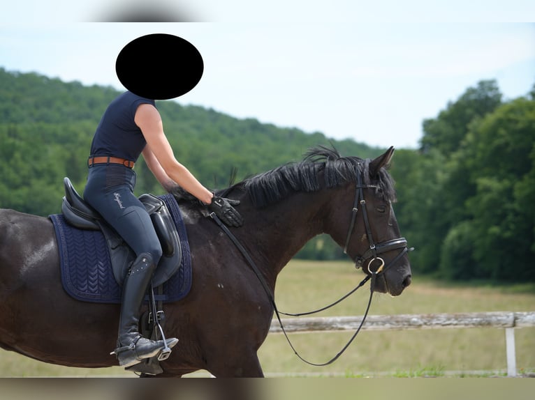 Oldenburg Mare 5 years 16,3 hh Black in Sch&#xF6;naich