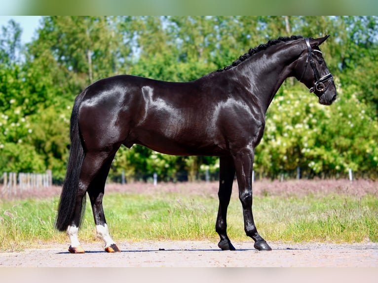 Oldenburg Mare 5 years 16,3 hh Black in Lingen