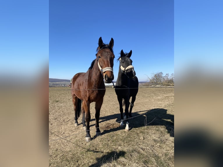 Oldenburg Mare 5 years 16,3 hh Black in Calden