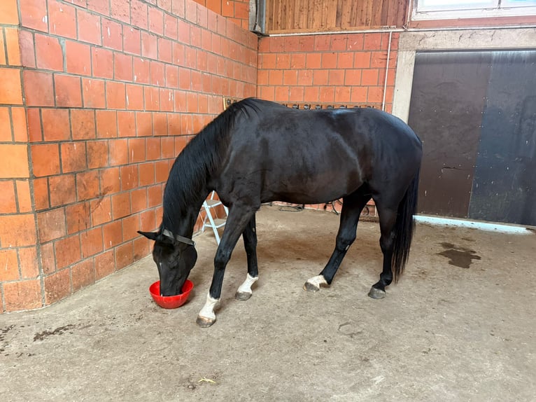 Oldenburg Mare 5 years 16,3 hh Black in KasselKassel