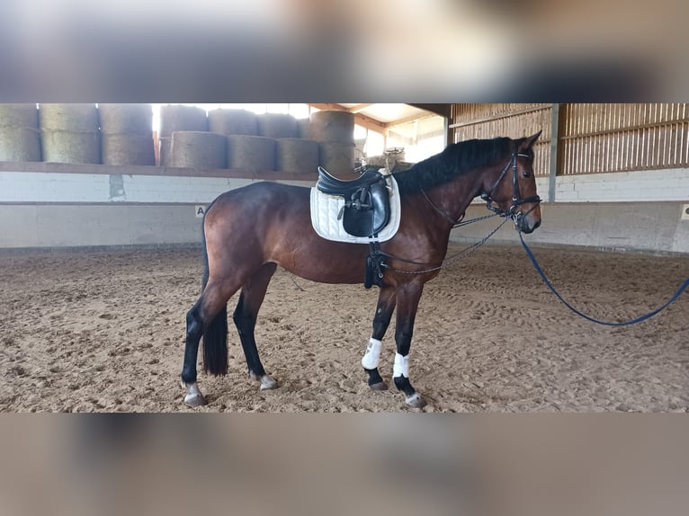 Oldenburg Mare 5 years 17.1 hh Brown in Königheim