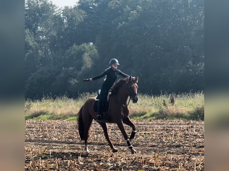 Oldenburg Mare 5 years 17,1 hh Chestnut-Red in Warendorf