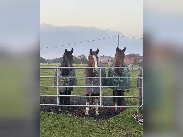 Oldenburg Mare 5 years 17,1 hh Chestnut-Red in Warendorf