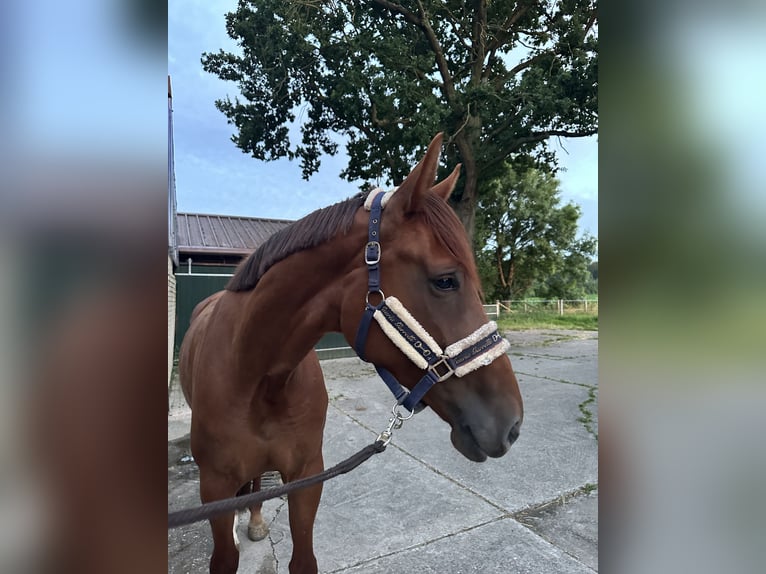 Oldenburg Mare 5 years 17,1 hh Chestnut-Red in Warendorf