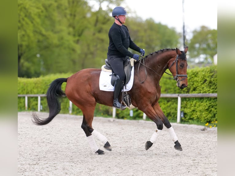 Oldenburg Mare 5 years 17.2 hh Brown in Neustadt (Wied)