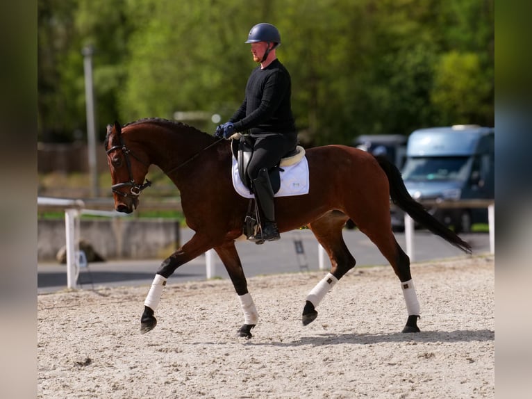 Oldenburg Mare 5 years 17.2 hh Brown in Neustadt (Wied)