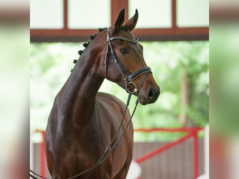 Oldenburg Mare 5 years 17 hh Bay-Dark in Münster-Handorf