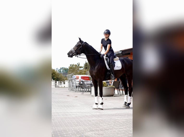 Oldenburg Mare 5 years 17 hh Black in Schloß Holte-Stukenbrock