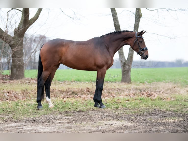 Oldenburg Mare 5 years 17 hh Brown in Etten-Leur