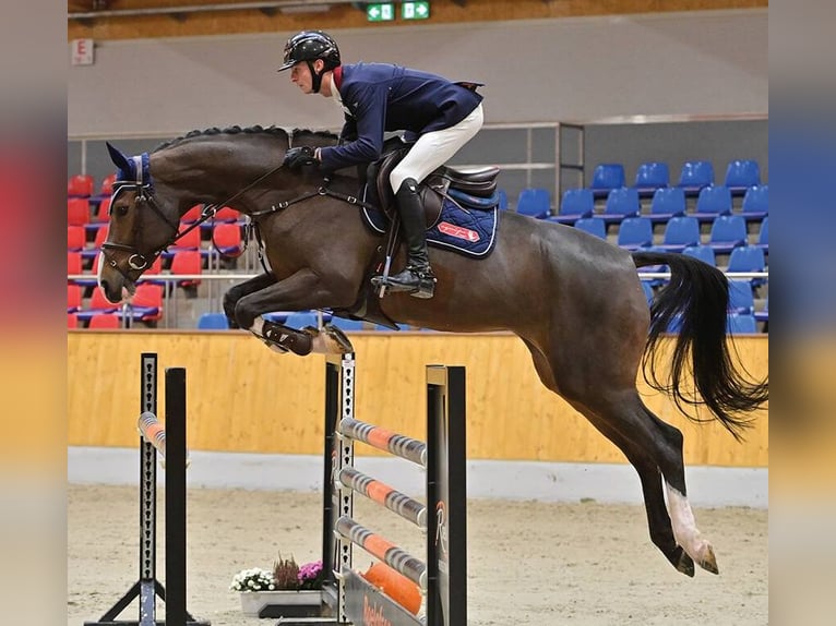 Oldenburg Mare 5 years 17 hh Brown in Vechta