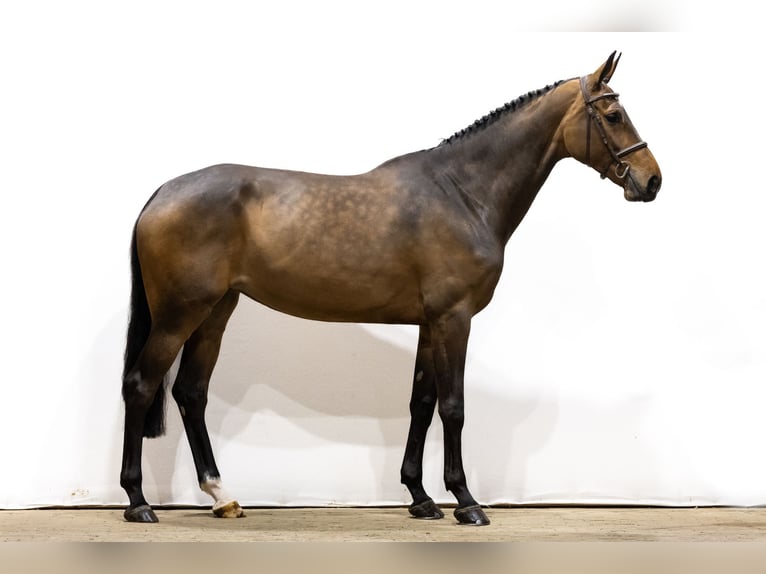 Oldenburg Mare 5 years 17 hh Brown in Waddinxveen