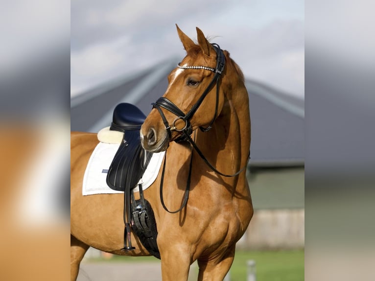 Oldenburg Mare 5 years 17 hh Chestnut in Menden