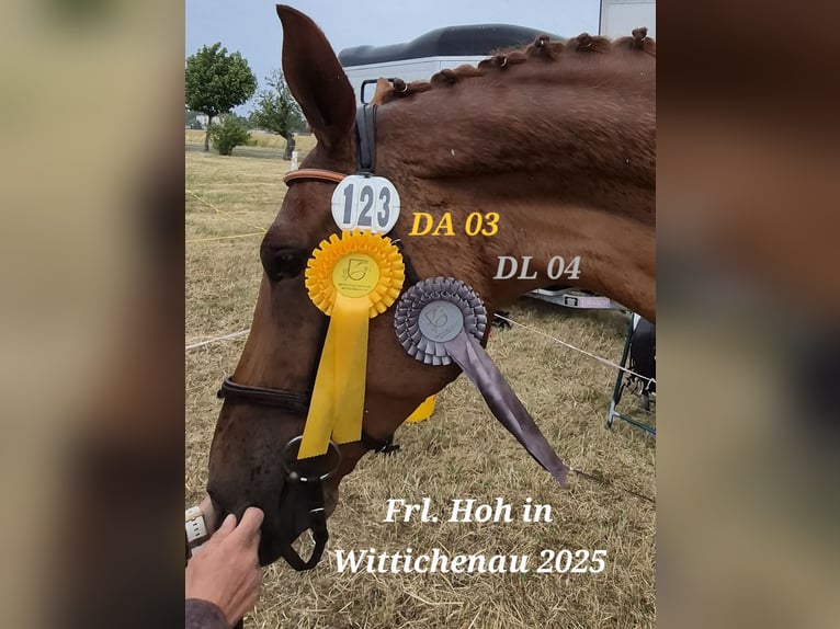 Oldenburg Mare 5 years 17 hh Chestnut-Red in Arzberg