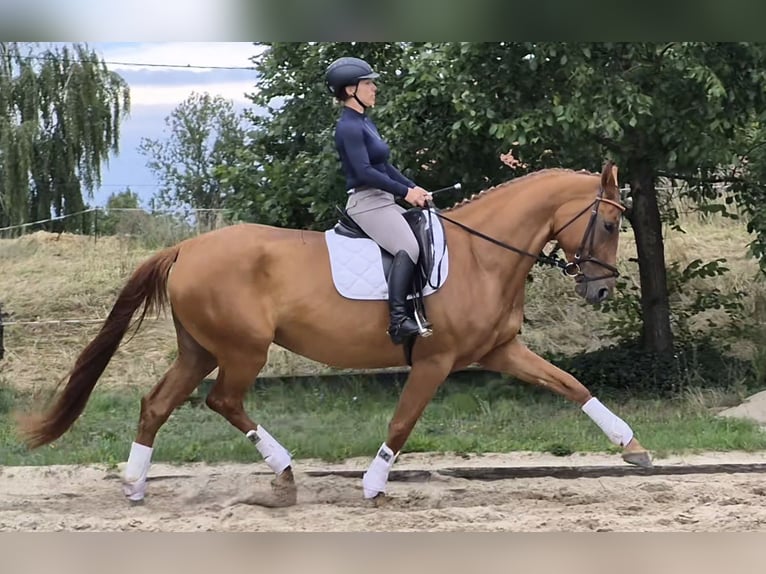 Oldenburg Mare 5 years 17 hh Chestnut-Red in Arzberg