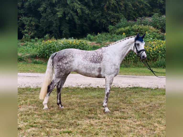 Oldenburg Mare 5 years 17 hh Grey in Sankt Wolfgang