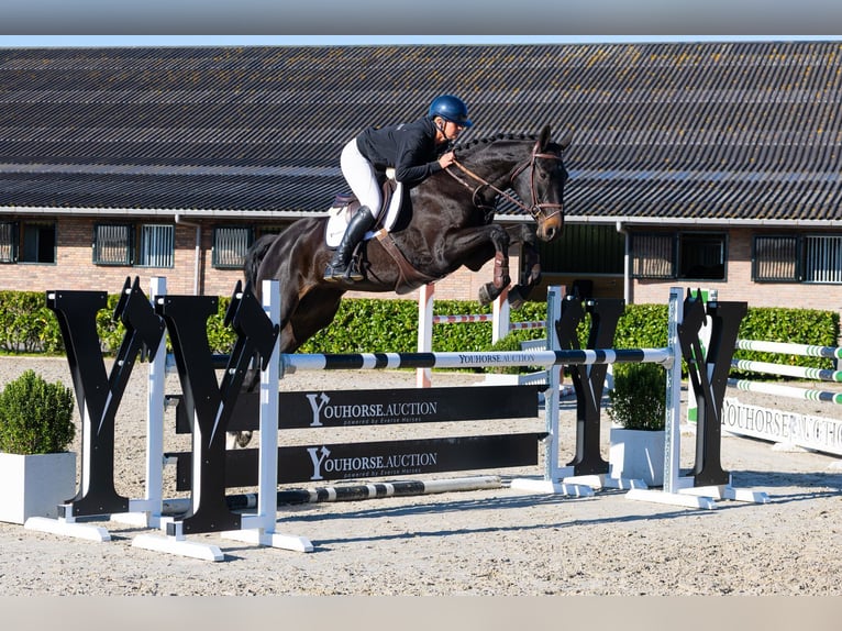 Oldenburg Mare 5 years 17 hh Smoky-Black in Waddinxveen