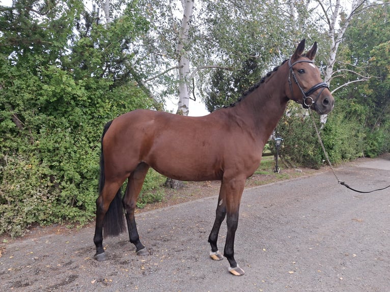 Oldenburg Mare 5 years 17,1 hh Brown in Lindhorst