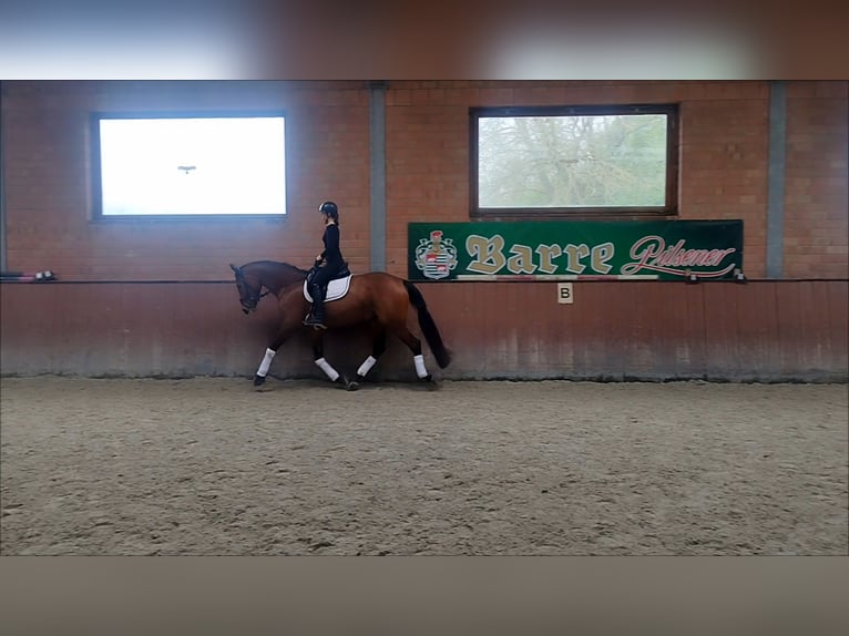 Oldenburg Mare 5 years 17,1 hh Brown in Lindhorst