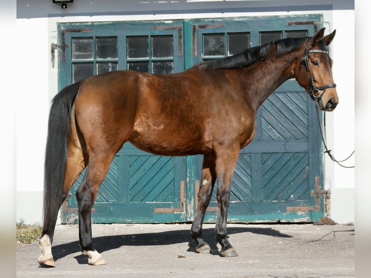 Oldenburg Mare 5 years 17,1 hh Brown in Wiesenfelden