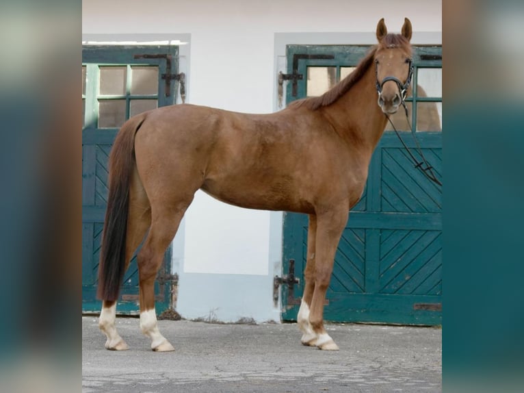 Oldenburg Mare 5 years 17,1 hh Chestnut-Red in Wiesenfelden