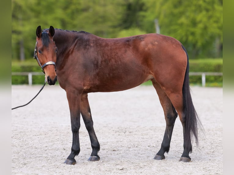 Oldenburg Mare 5 years 17,2 hh Brown in Neustadt (Wied)