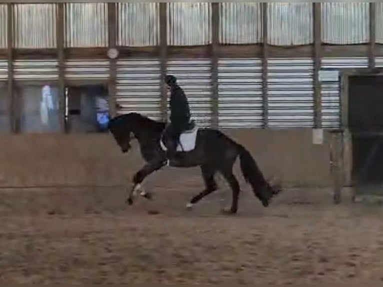 Oldenburg Mare 5 years 18 hh Bay-Dark in Ehra-Lessien