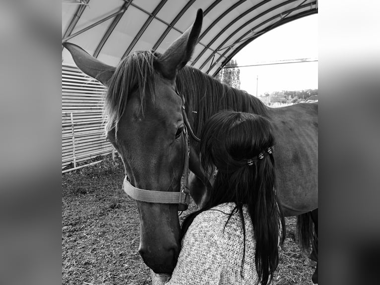 Oldenburg Mare 5 years 18 hh Bay-Dark in Ehra-Lessien