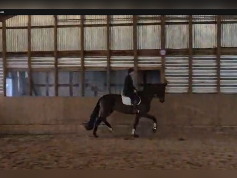 Oldenburg Mare 5 years 18 hh Bay-Dark in Ehra-Lessien