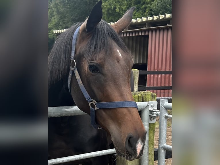 Oldenburg Mare 5 years Bay-Dark in Grönheim ( Landkreis Cloppenburg )