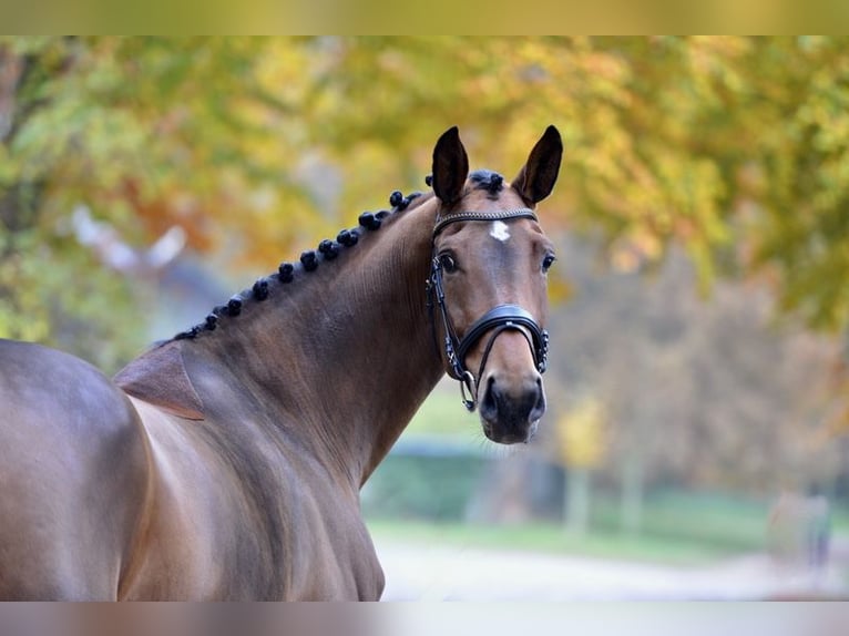 Oldenburg Mare 5 years Brown in D&#xF6;tlingen