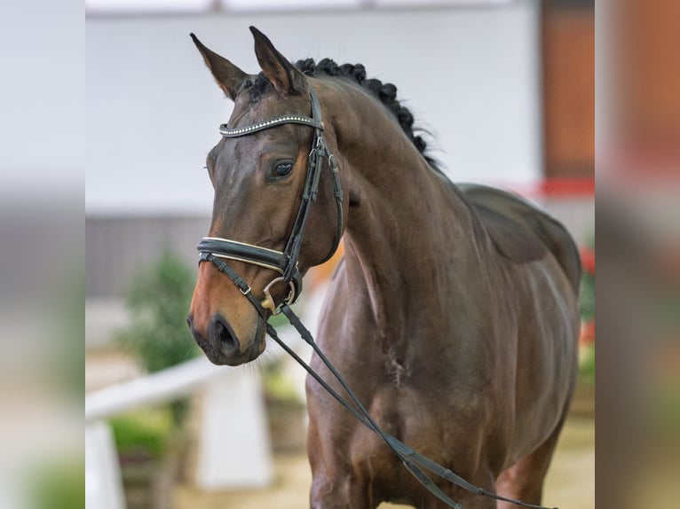 Oldenburg Mare 5 years Brown in Münster-Handorf