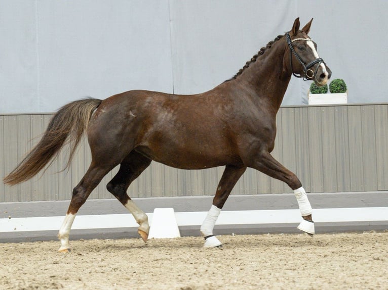 Oldenburg Mare 5 years Chestnut-Red in Münster-Handorf