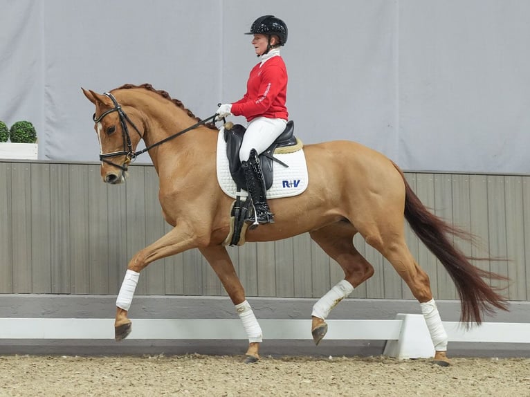 Oldenburg Mare 5 years Chestnut-Red in Münster-Handorf